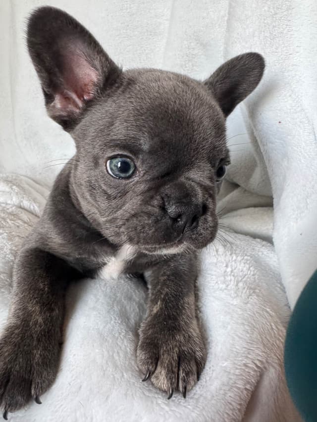 French Bulldog Puppies media 4