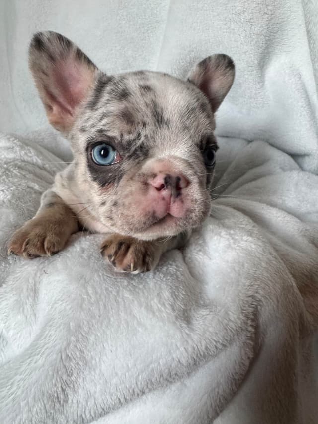 French Bulldog Puppies media 6