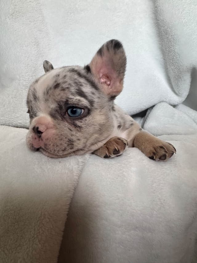 French Bulldog Puppies media 7