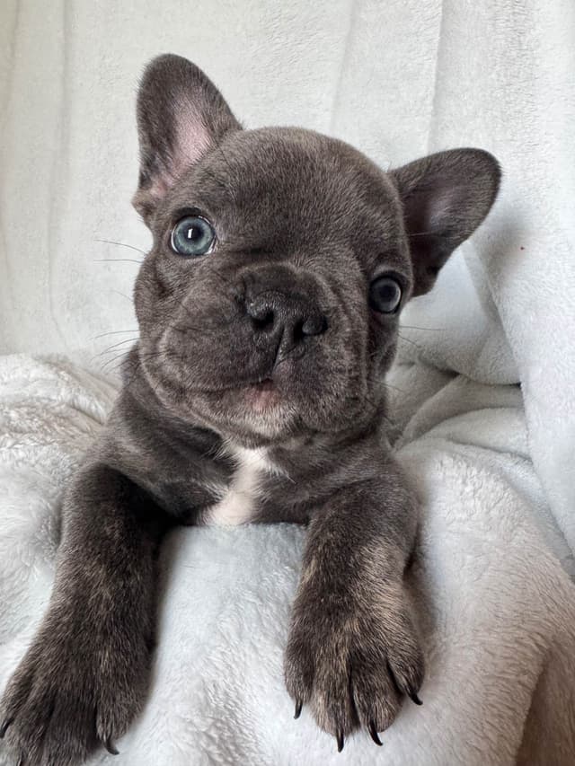 French Bulldog Puppies media 8