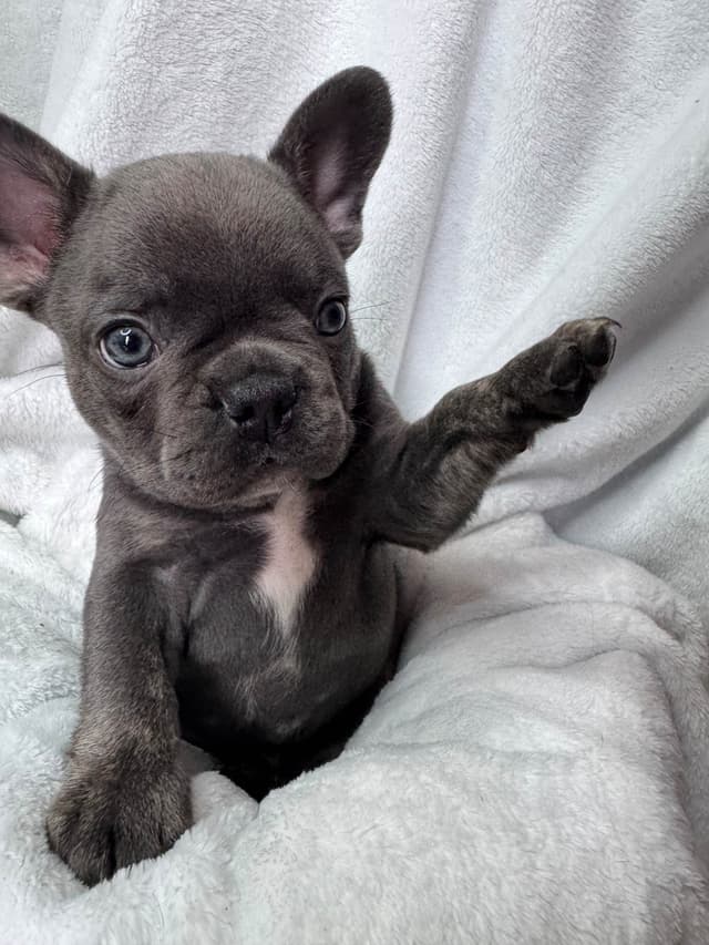 French Bulldog Puppies media 12