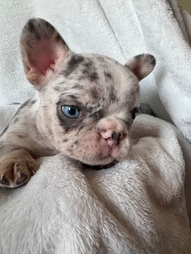 French Bulldog Puppies media 10