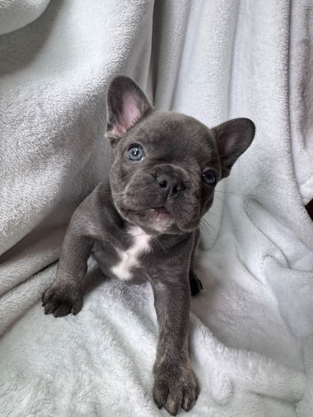 French Bulldog Puppies media 9