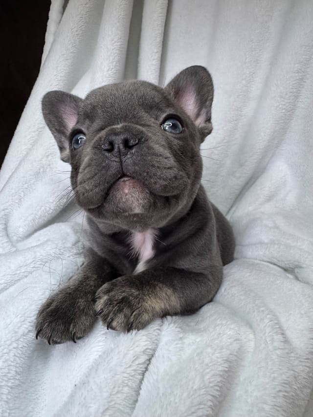 French Bulldog Puppies media 13