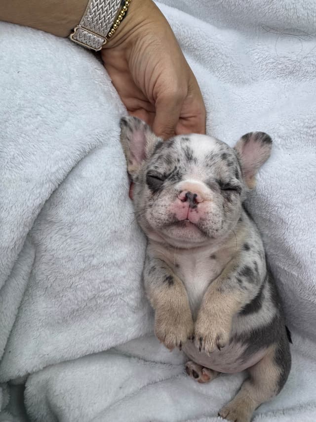 French Bulldog Puppies media 11