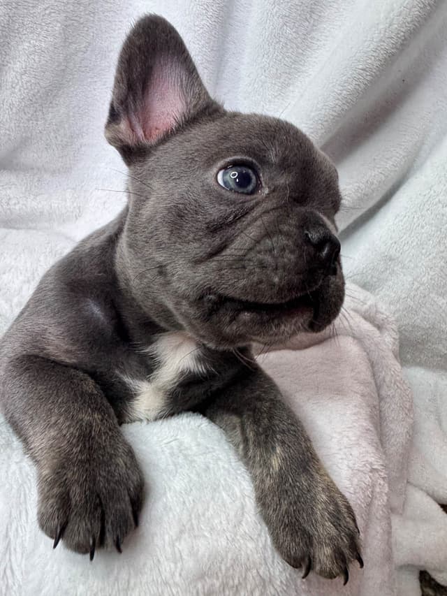 French Bulldog Puppies media 14