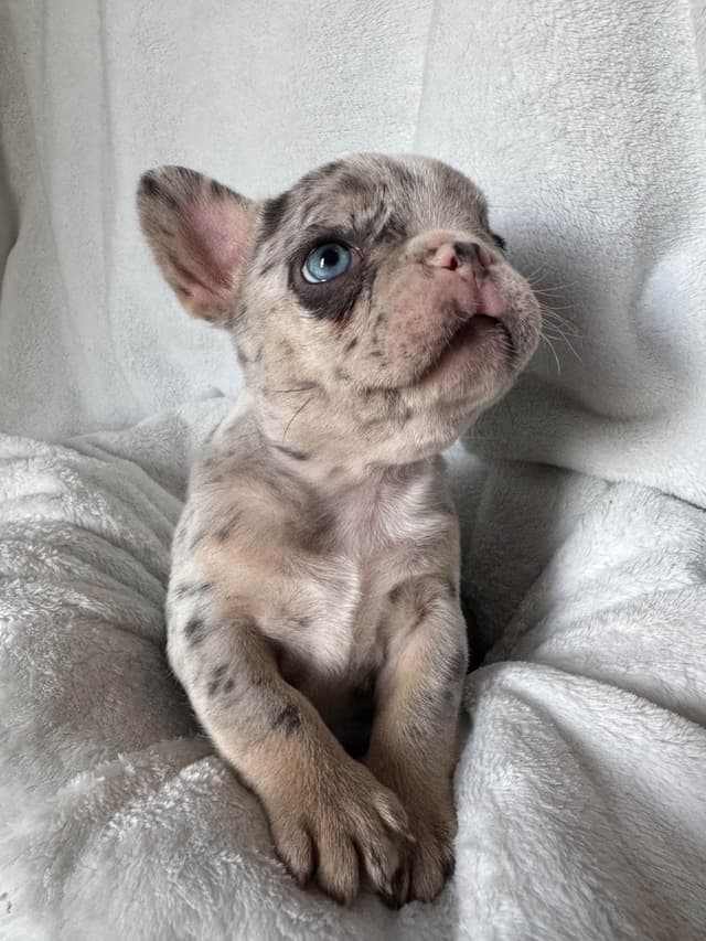 French Bulldog Puppies media 15