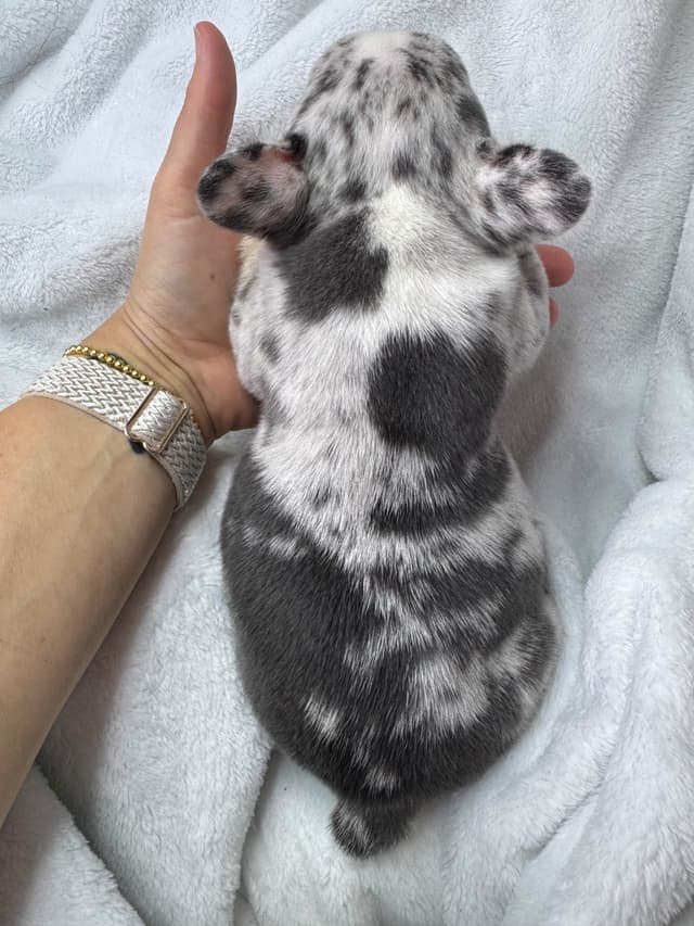 French Bulldog Puppies media 16