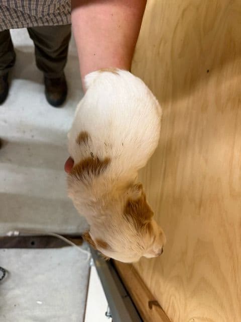 English Cocker Spaniel Puppies media 2
