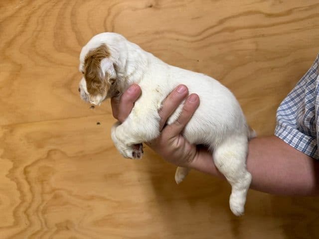 English Cocker Spaniel Puppies media 3