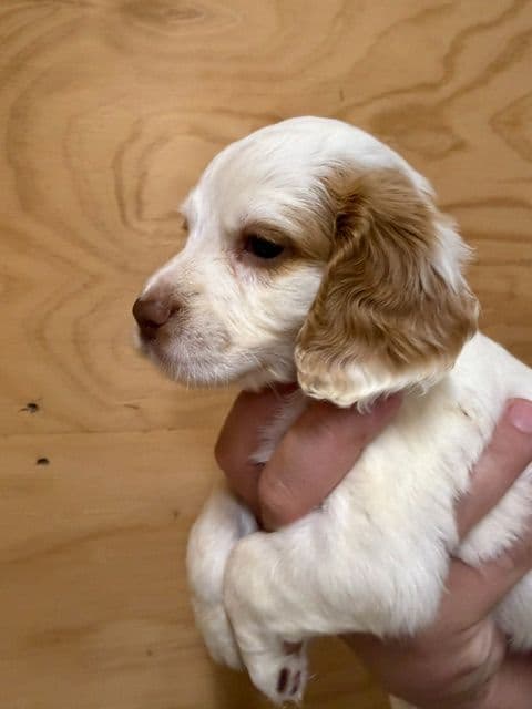 English Cocker Spaniel Puppies media 4
