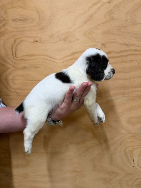 English Cocker Spaniel Puppies media 5