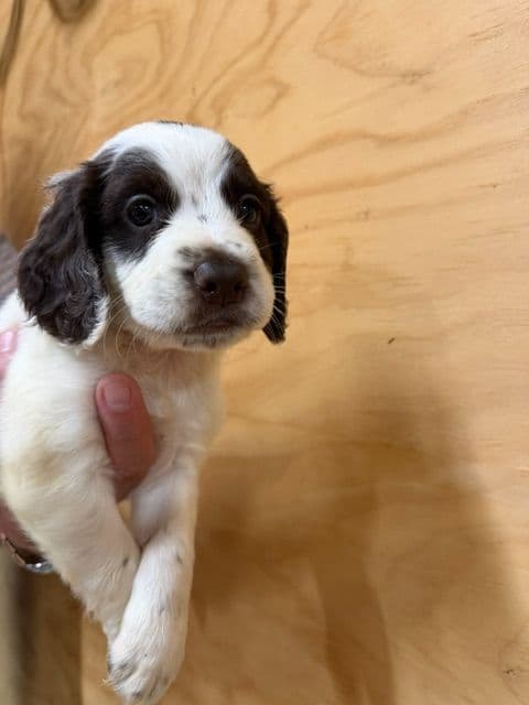 English Cocker Spaniel Puppies media 7