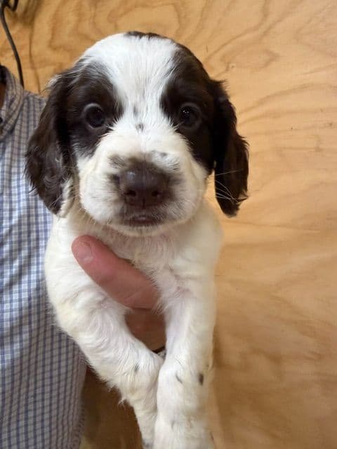 English Cocker Spaniel Puppies media 8