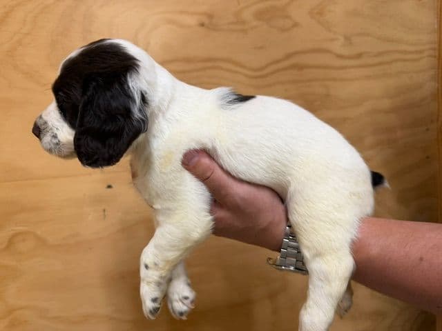 English Cocker Spaniel Puppies media 9