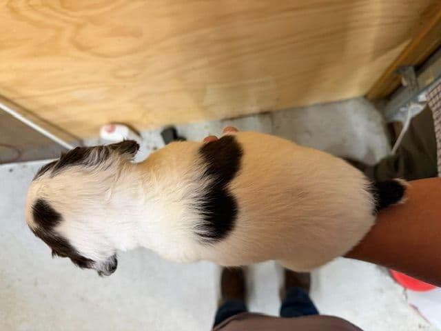 English Cocker Spaniel Puppies media 10