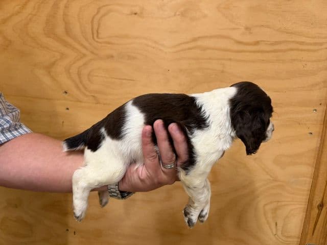 English Cocker Spaniel Puppies media 11
