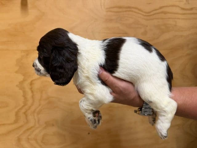 English Cocker Spaniel Puppies media 12