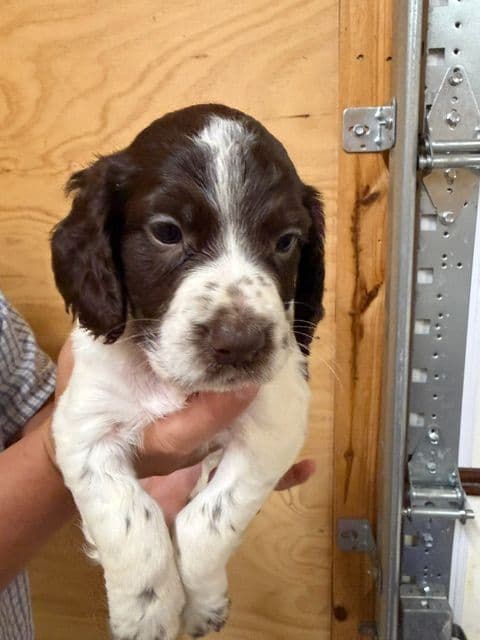 English Cocker Spaniel Puppies media 14