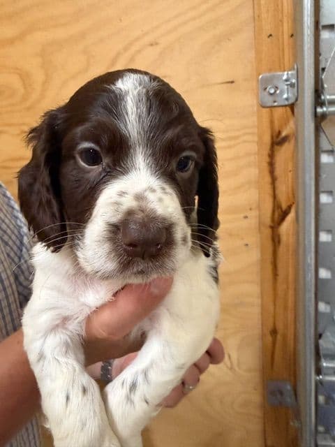 English Cocker Spaniel Puppies media 15