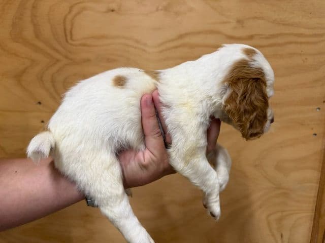 English Cocker Spaniel Puppies media 16