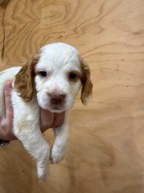 English Cocker Spaniel Puppies media 17