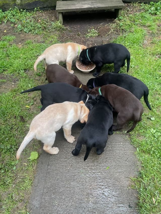 Labrador Retriever Puppies media 2