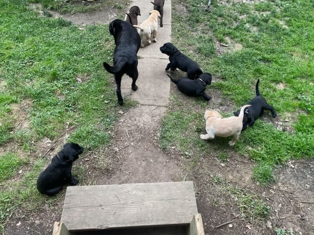 Labrador Retriever Puppies media 3