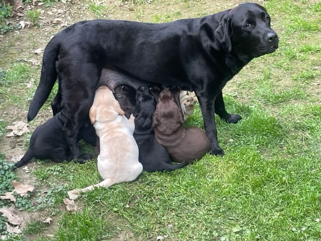 Labrador Retriever Puppies media 4
