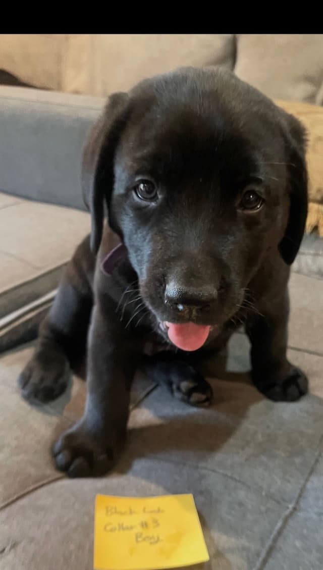 Labrador Retriever Puppies media 6