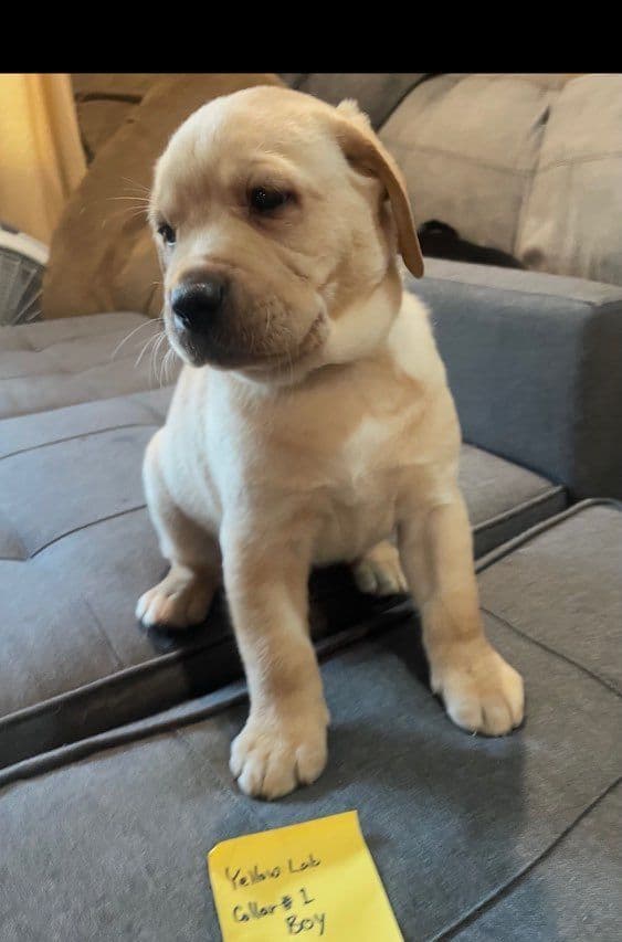 Labrador Retriever Puppies media 7