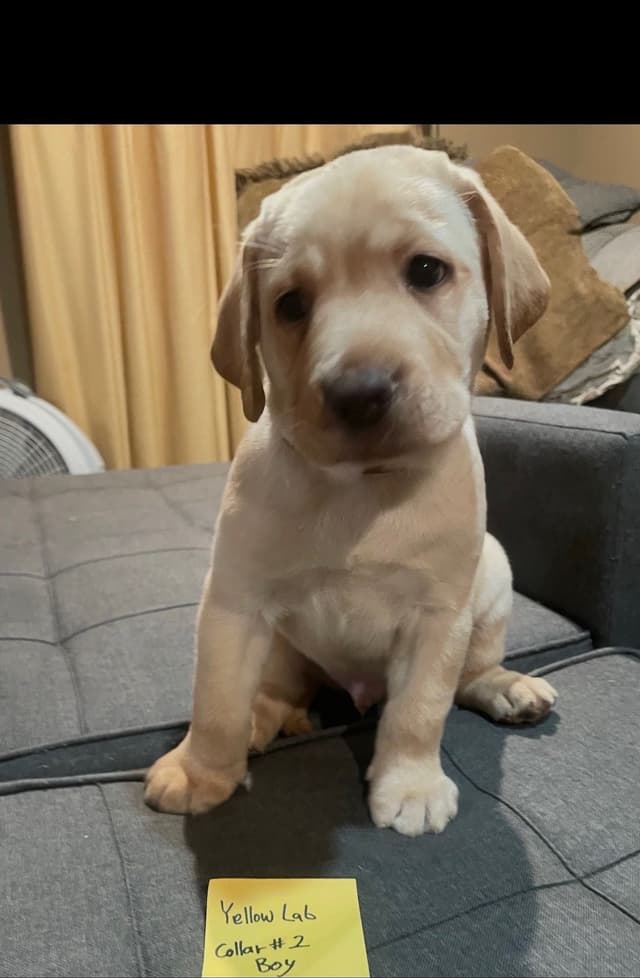 Labrador Retriever Puppies media 8