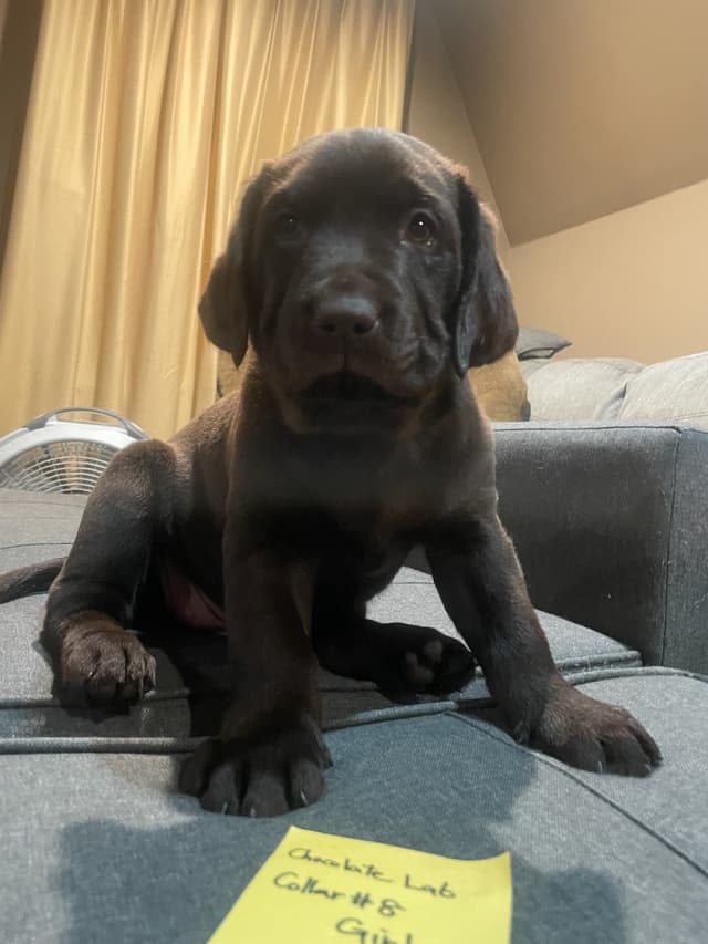 Labrador Retriever Puppies media 9