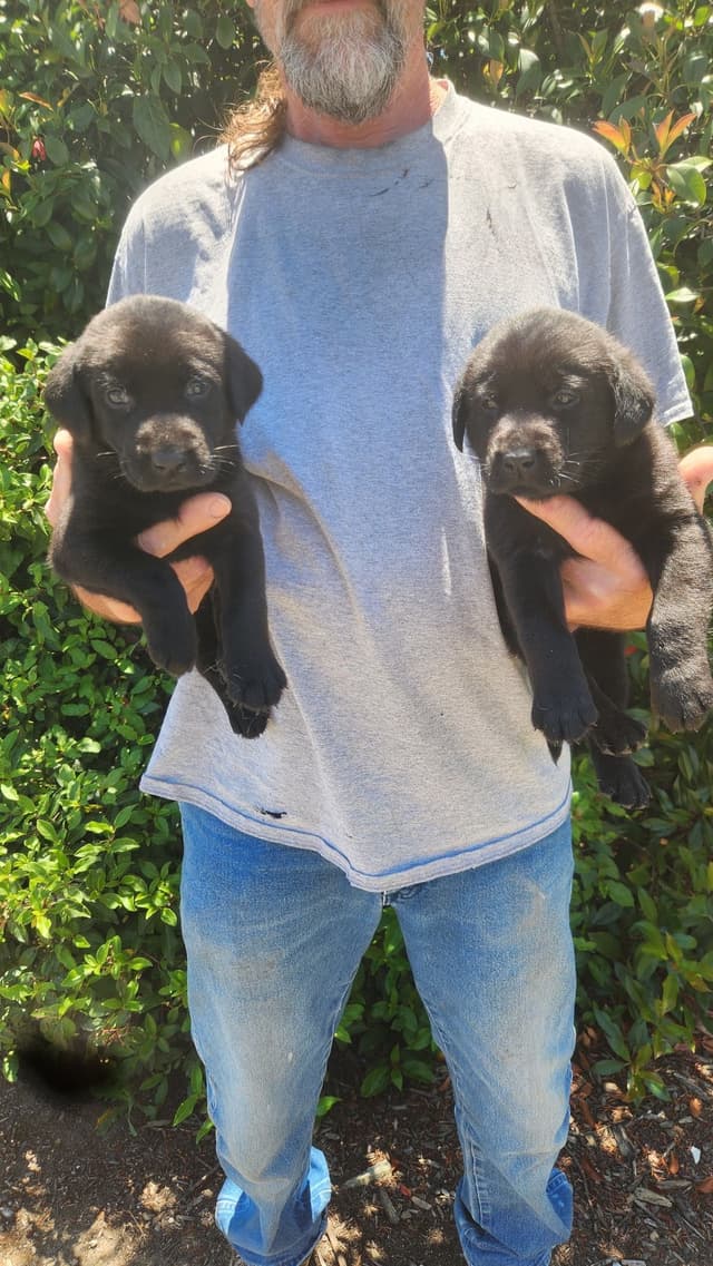 Labrador Retriever Puppies media 14