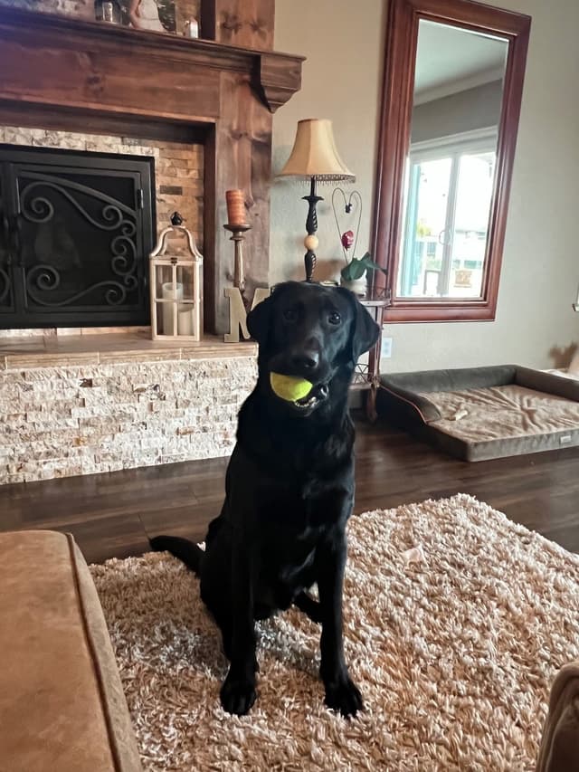 Labrador Retriever Puppies media 12