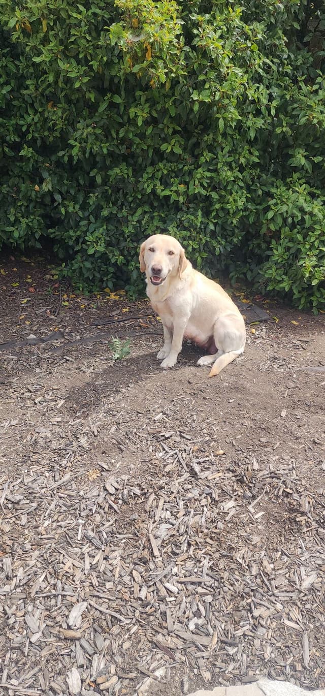 Labrador Retriever Puppies media 10