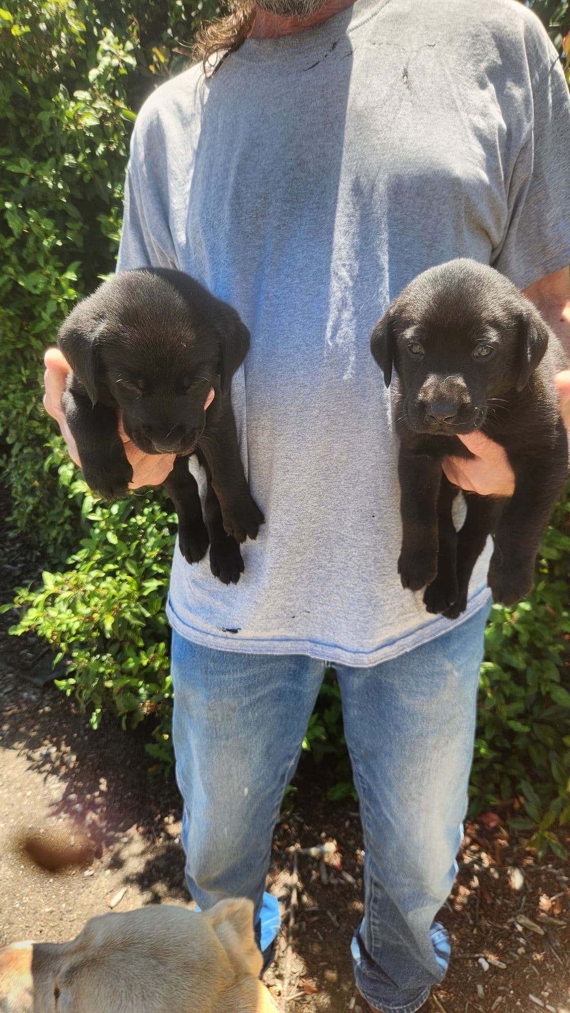 Labrador Retriever Puppies breeder image 2