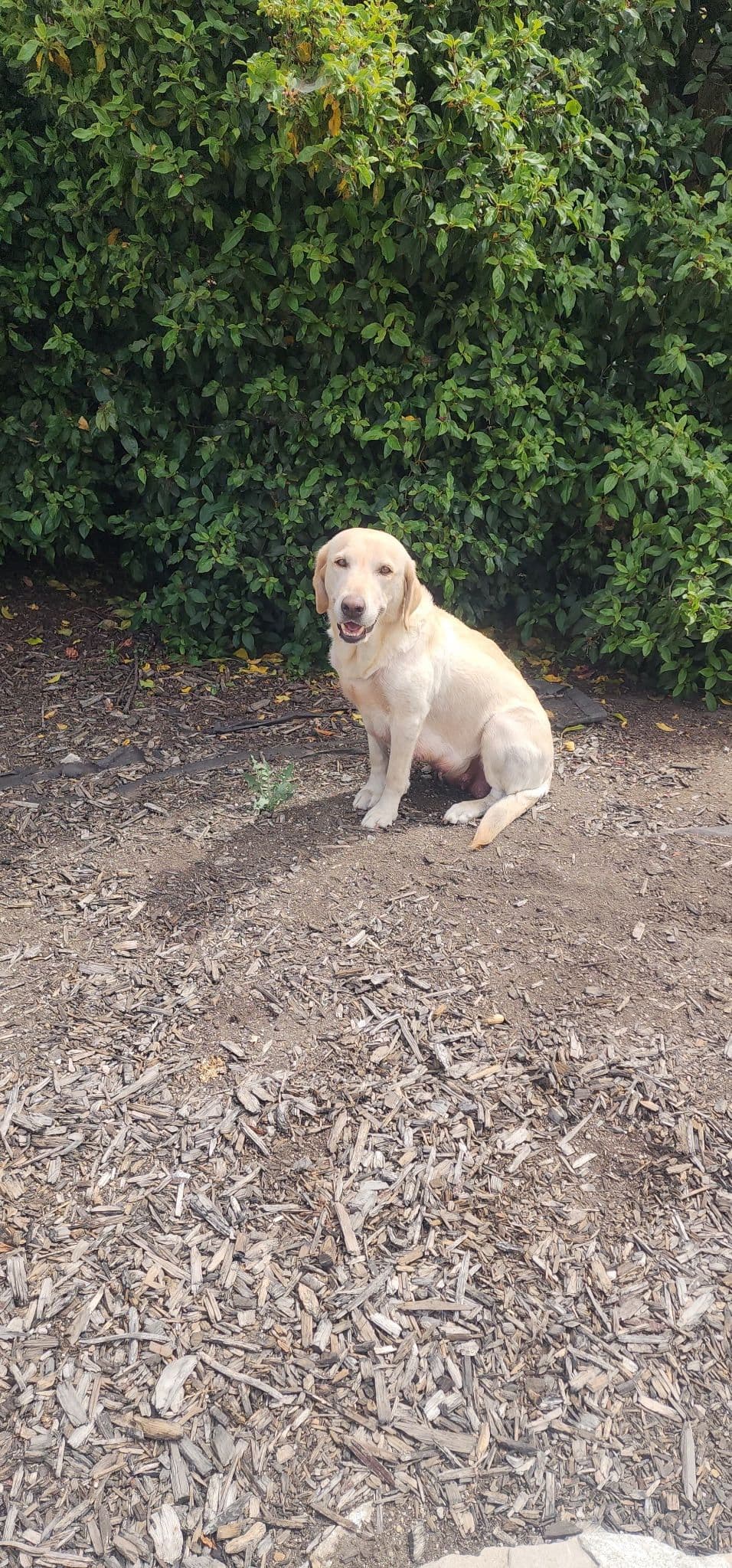 Labrador Retriever Puppies breeder image 5