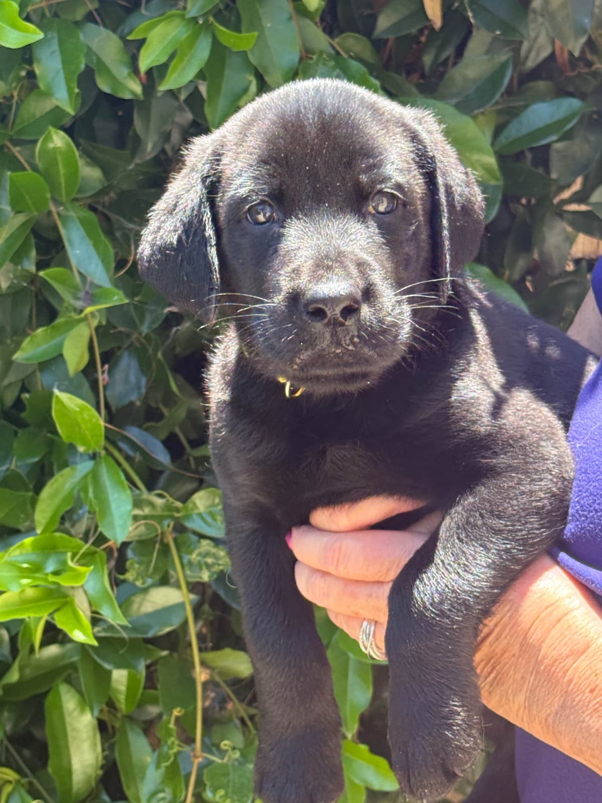 Labrador Retriever Puppies breeder image 6