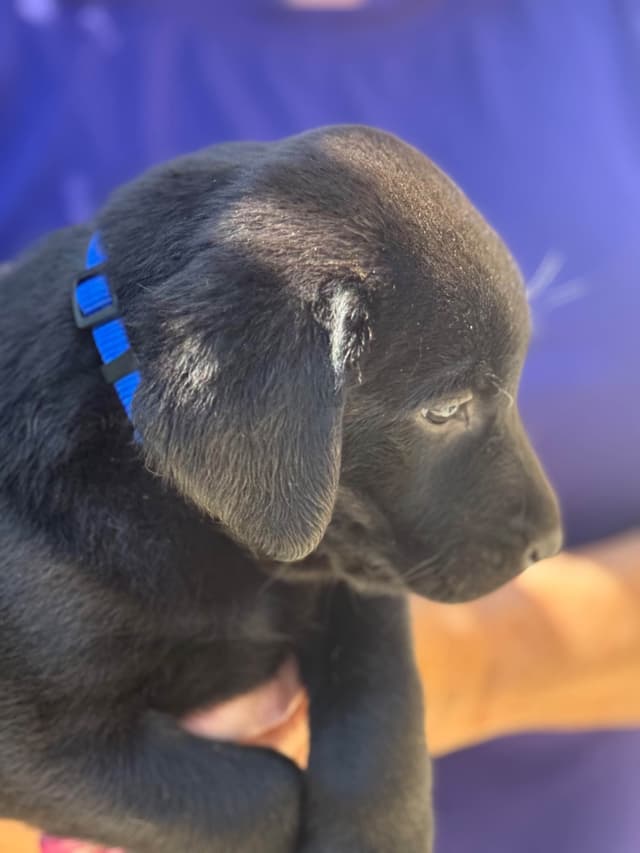 Labrador Retriever Puppies media 2
