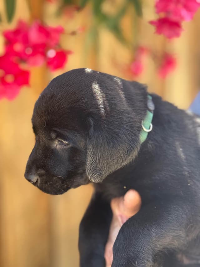 Labrador Retriever Puppies media 4