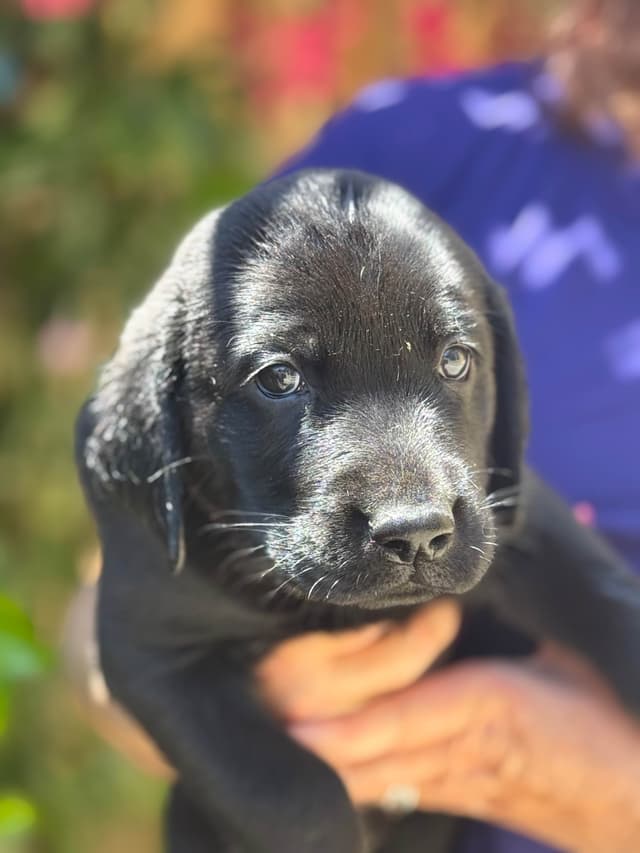 Labrador Retriever Puppies media 5
