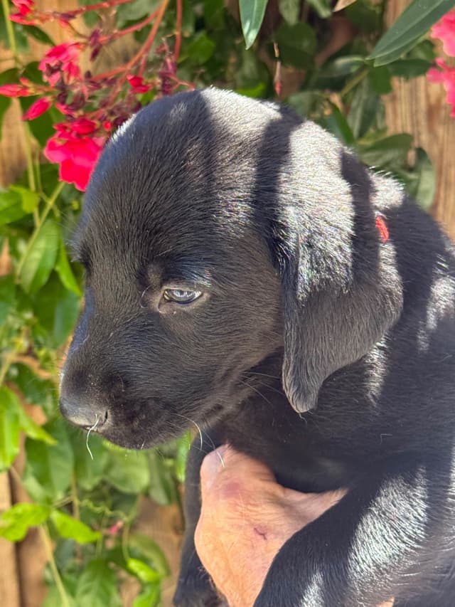 Labrador Retriever Puppies media 6