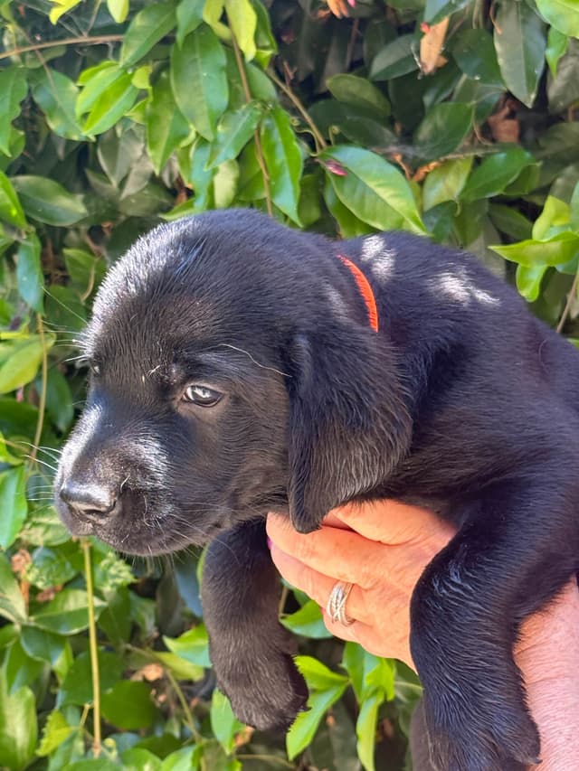 Labrador Retriever Puppies media 7