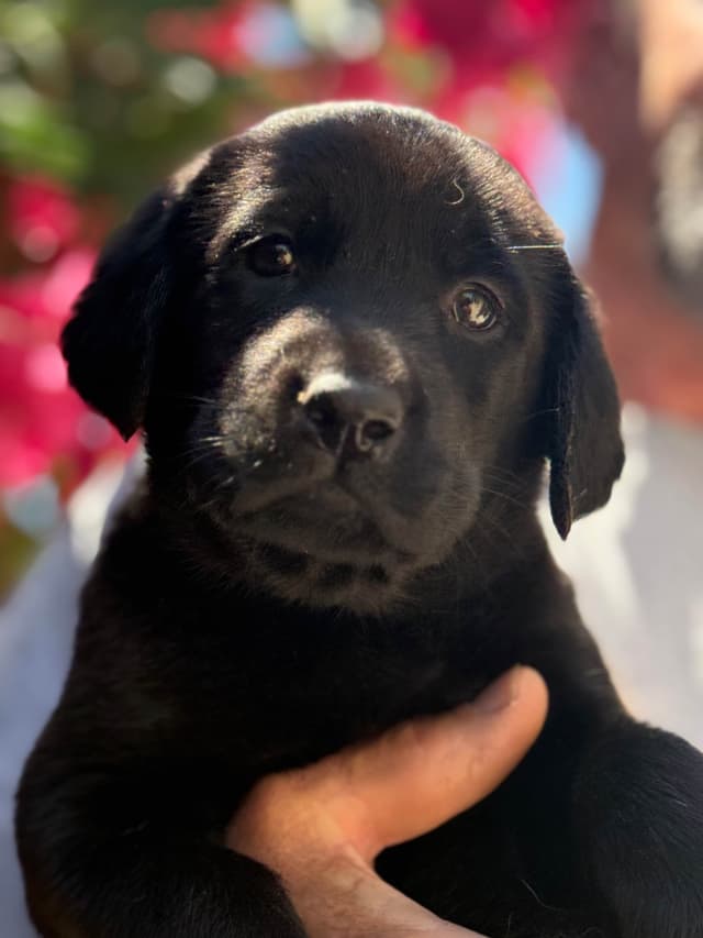 Labrador Retriever Puppies media 8