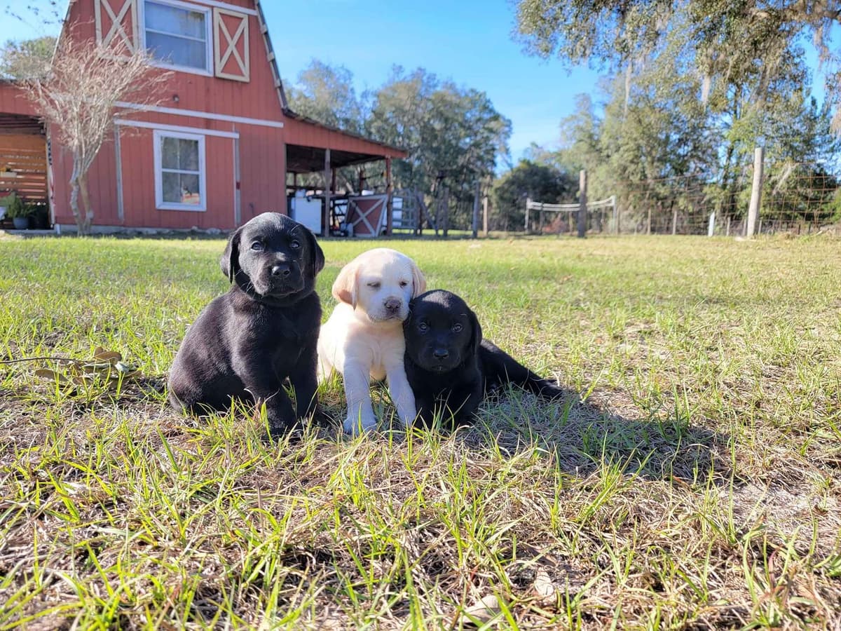 Labrador Retriever Puppies breeder image 1