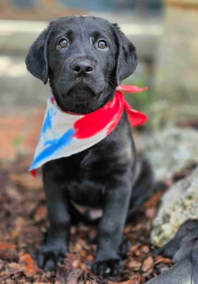 Labrador Retriever Puppies media 2