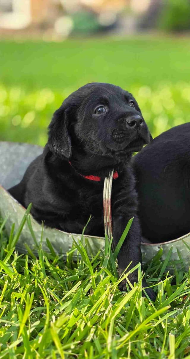 Labrador Retriever Puppies media 3