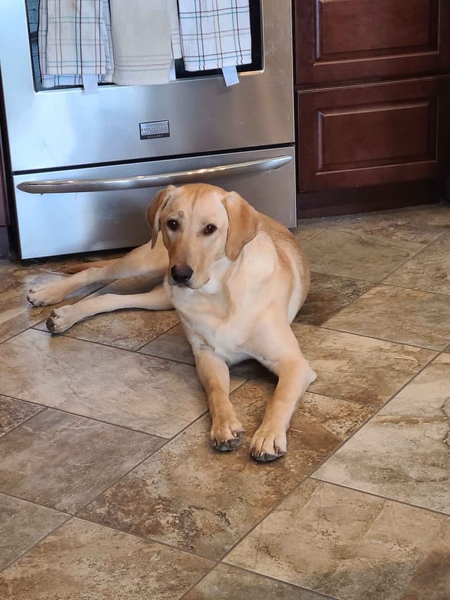 Labrador Retriever Puppies media 21