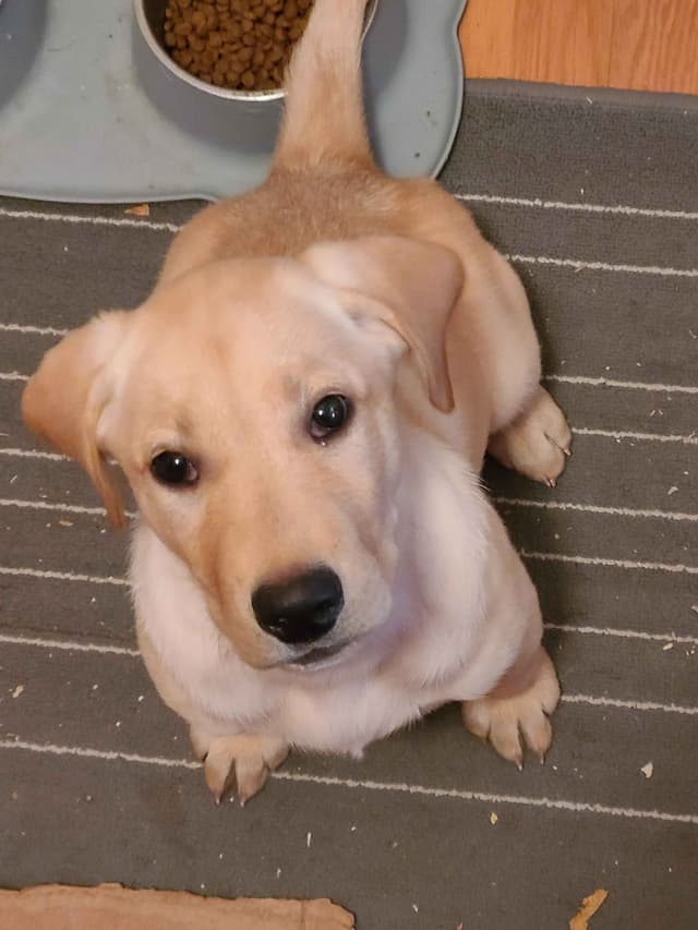 Labrador Retriever Puppies media 22